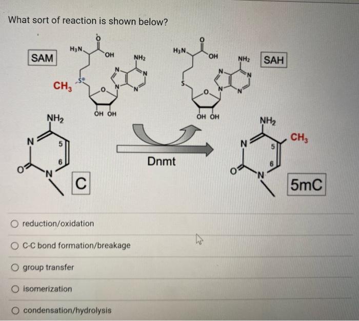 Solved The molecule shown below could be made by | Chegg.com