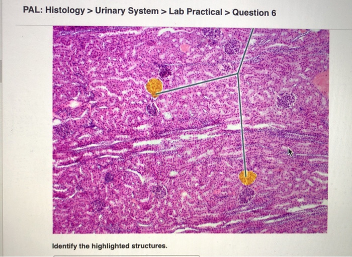 Solved PAL Histology > Urinary System > Lab Practical >