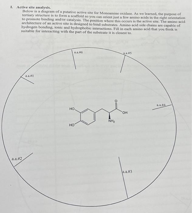 Solved Active site analysis. Below is a diagram of putative | Chegg.com