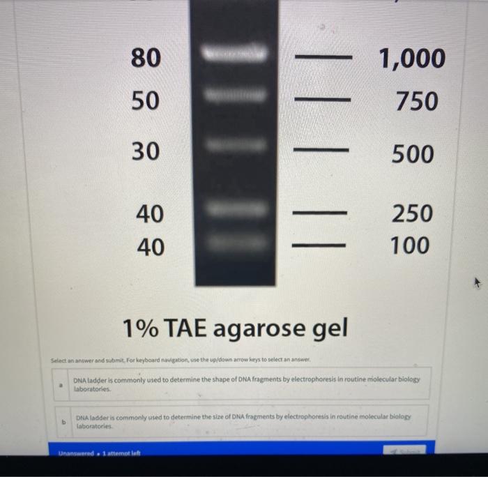 Solved DNA Ladder Homework Unswered What is purpose of using | Chegg.com
