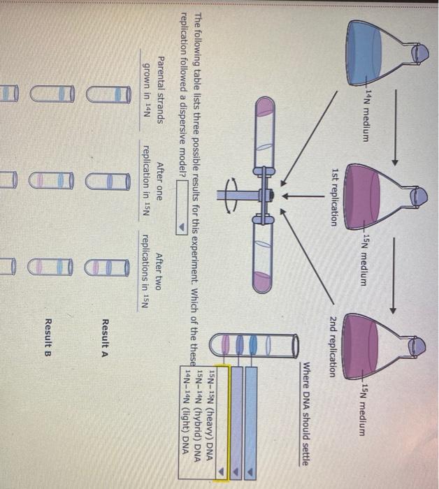 Solved ho The accuracy of DNA replication is maintained by | Chegg.com