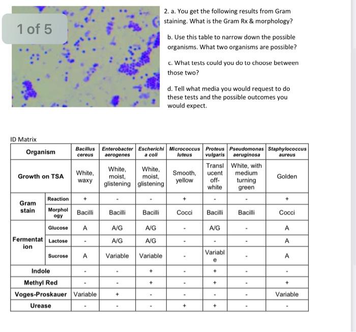 2. a. You get the following results from Gram staining. What is the Gram Rx \& morphology?
b. Use this table to narrow down t