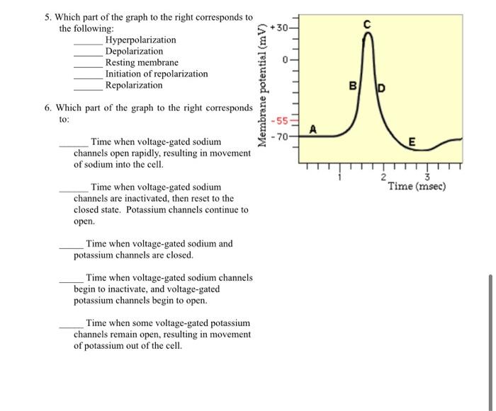 explain how action potentials propagate along the axon