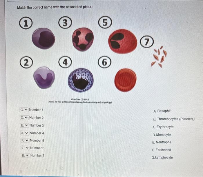 Solved Match the correct name with the associated picture | Chegg.com