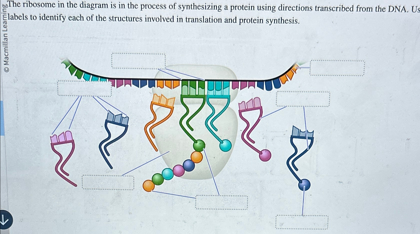 Solved ?00 ﻿The ribosome in the diagram is in the process of | Chegg.com