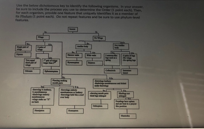 Solved Use the below dichotomous key to identify the | Chegg.com