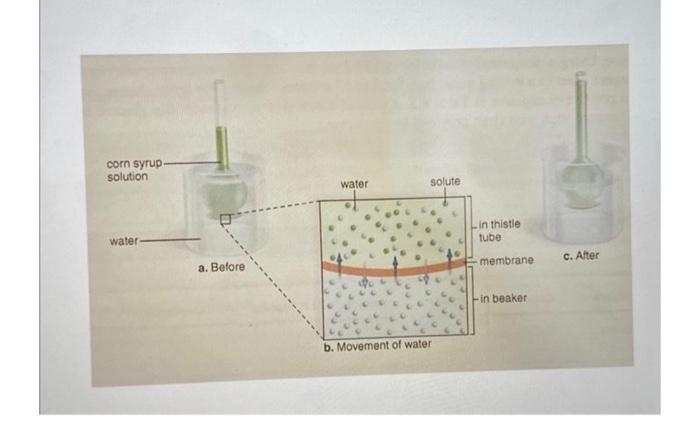 In terms of solvent concentration, water moved from | Chegg.com