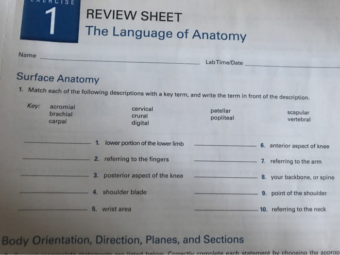 Solved Laenuise Review Sheet The Language Of Anatomy Name