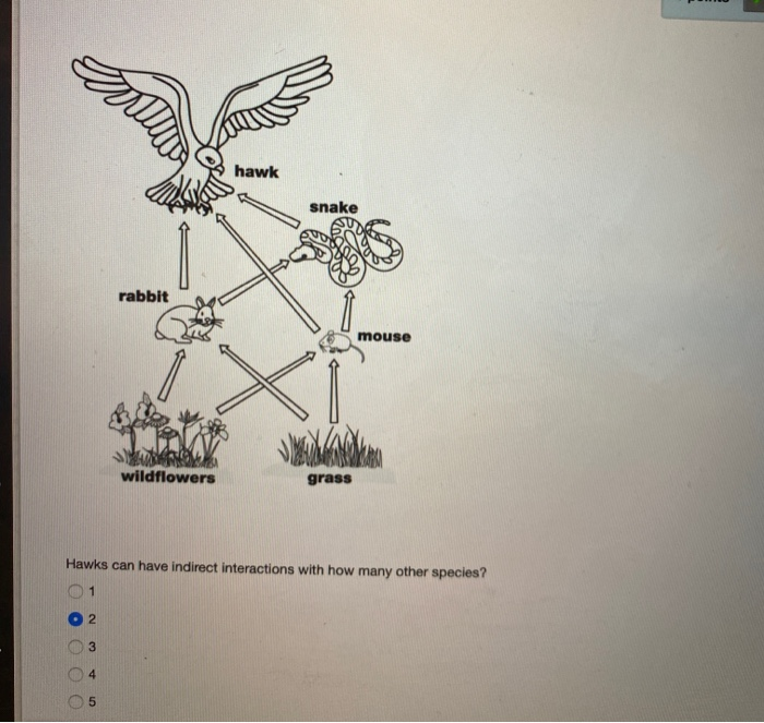 Solved hawk snake rabbit mouse X wildflowers grass Hawks can