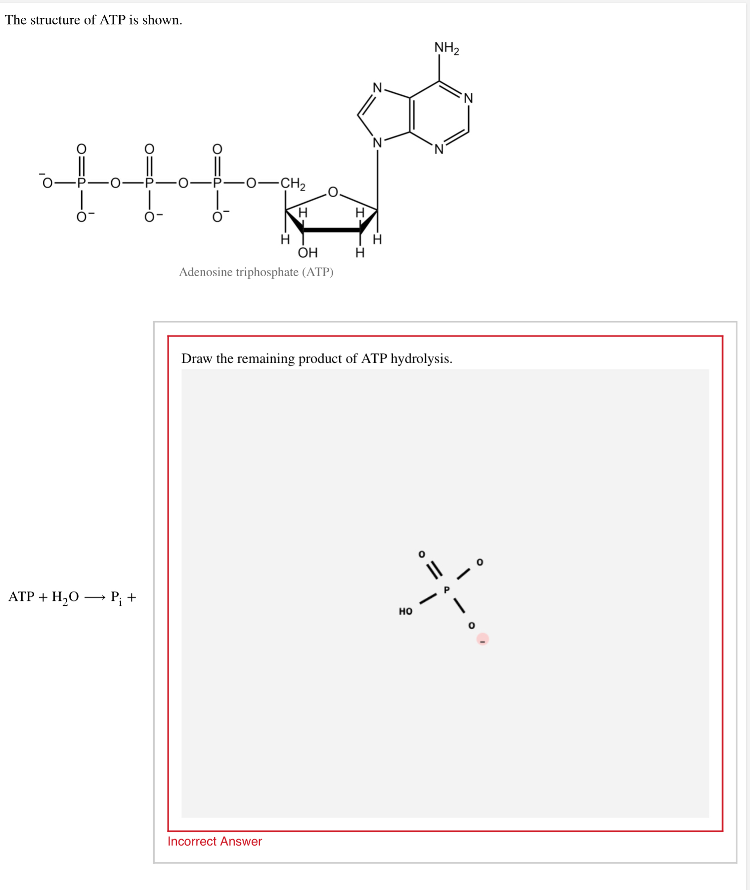 Solved The structure of ATP is shown.Draw the remaining | Chegg.com