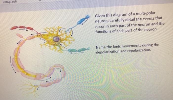 Solved Paragraph Given this diagram of a multi-polar neuron, | Chegg.com