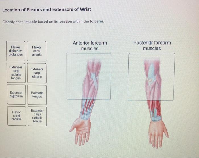 flexor extensor musculature of the