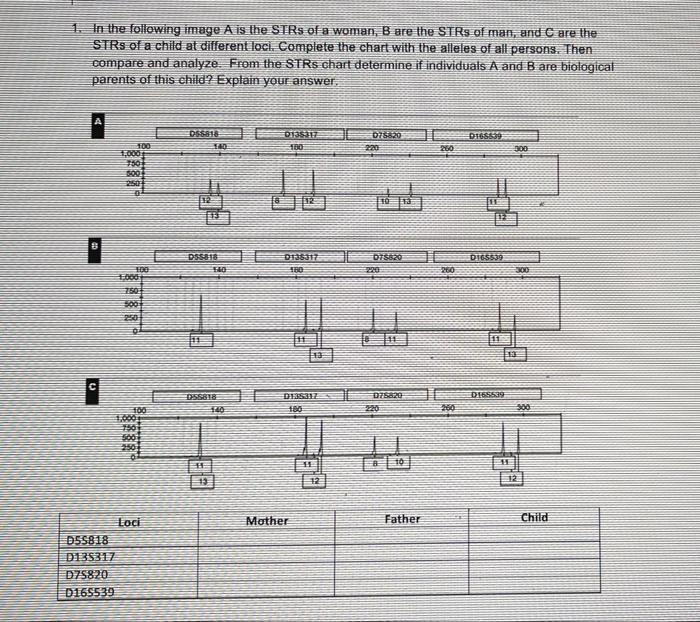 Solved 1. In the following image A is the STRs of a woman, B | Chegg.com