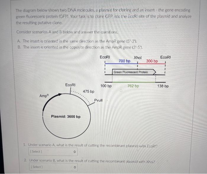 Solved The diagram below shows two DNA molecules, a plasmid | Chegg.com