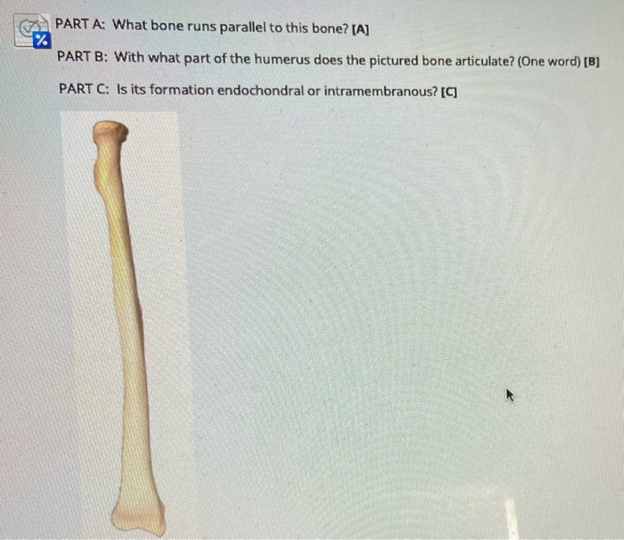 Solved PART A: What bone runs parallel to this bone? [A] % | Chegg.com