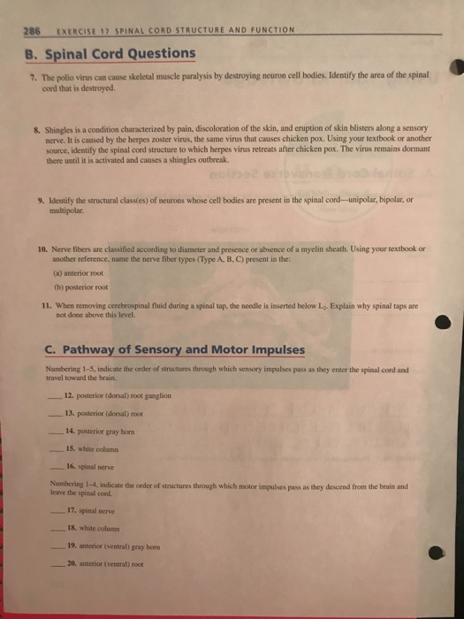 Solved 286 EXERCISE 17 SPINAL CORD STRUCTURE AND FUNCTION B.