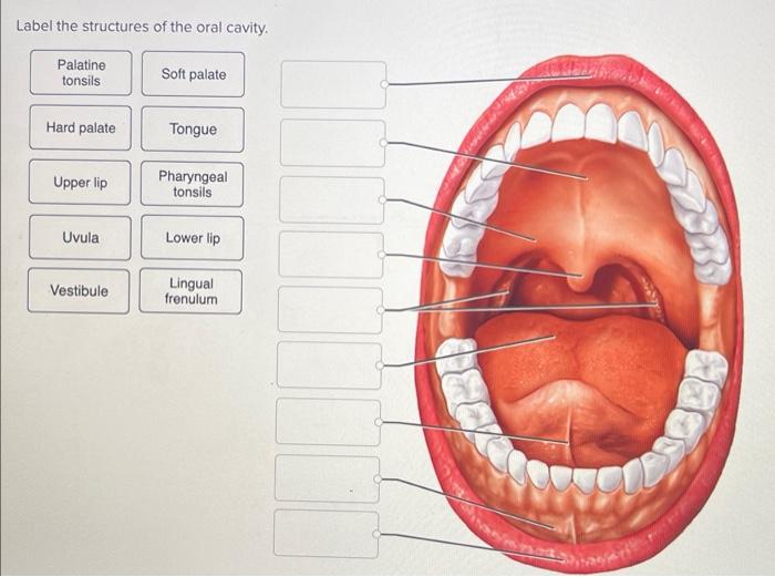 Label the structures of the oral cavity.