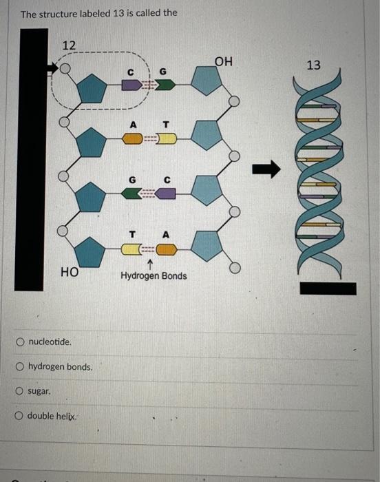 nucleotide bonds