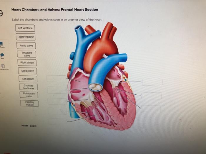 draw and label the chambers of the heart with their respective valves