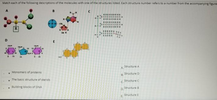 Solved Match each of the following descriptions of the | Chegg.com