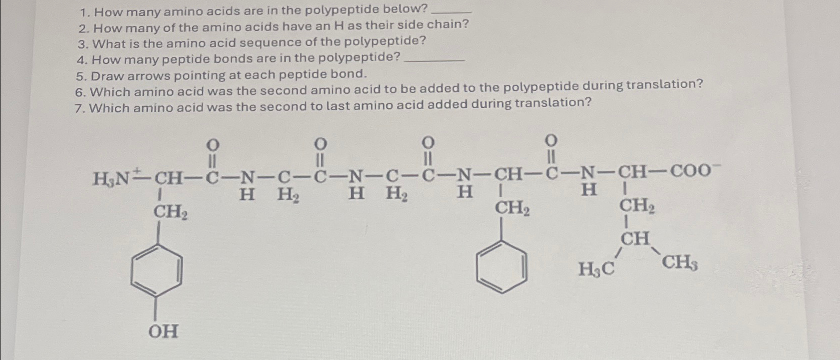 Solved How many amino acids are in the polypeptide below?How | Chegg.com