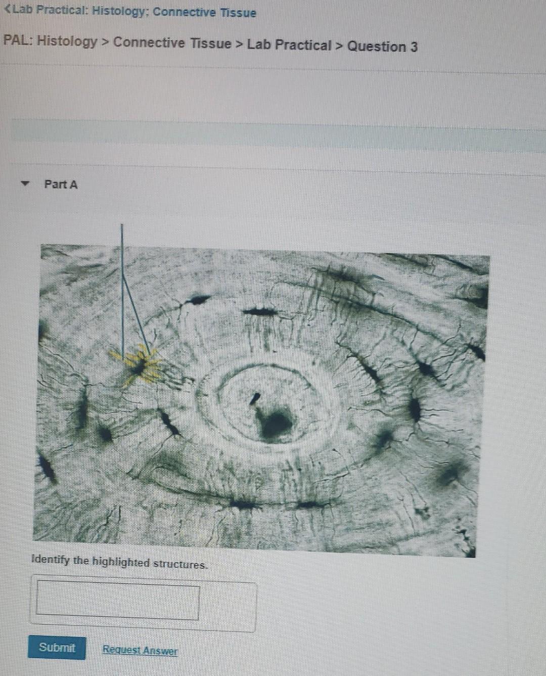 Solution Practical Histology Connective Tissue 2 Stud - vrogue.co