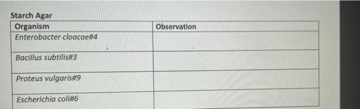 Solved Starch Agar Organism Enterobacter cloacae#4 | Chegg.com