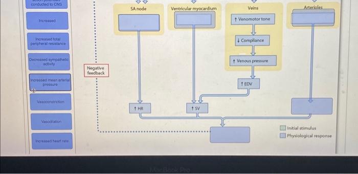 SA node
Arteriales
+ Venomotor tone
+ Compliance
1 Venous pressure
- Initial stimulus
Physological response
incieatea fecr te