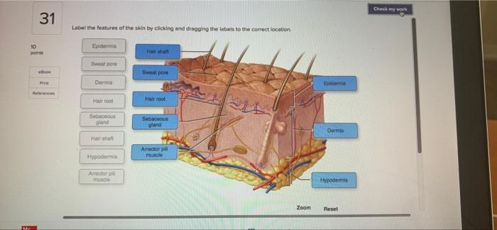 Solved Check my work 31 Label the features of the skin by | Chegg.com