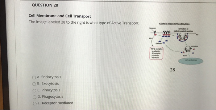 Solved QUESTION 28 Cell Membrane And Cell Transport The | Chegg.com ...