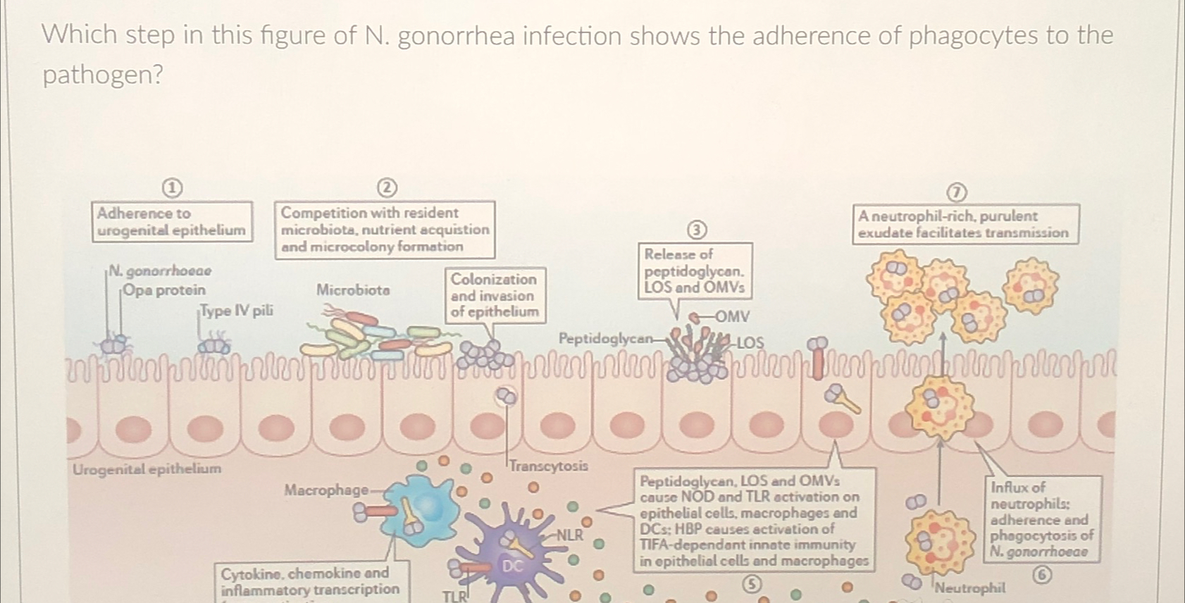 Solved Which step in this figure of N. ﻿gonorrhea infection | Chegg.com