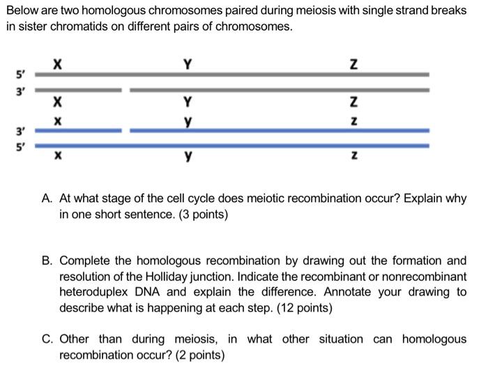 Solved Below are two homologous chromosomes paired during | Chegg.com