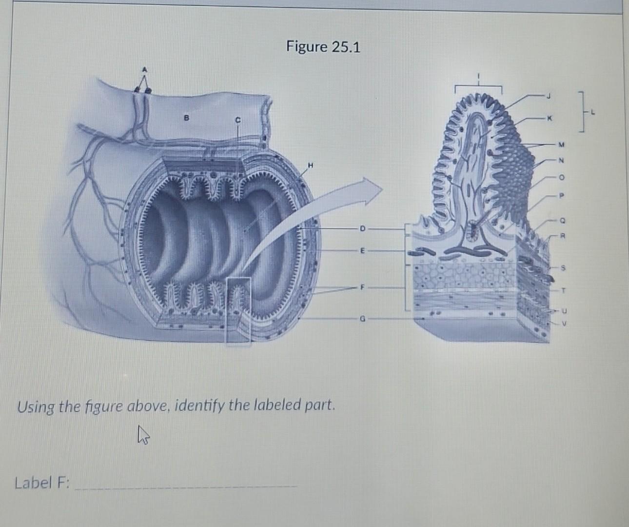 Solved Figure 25.7 Using the figure above, identify the | Chegg.com