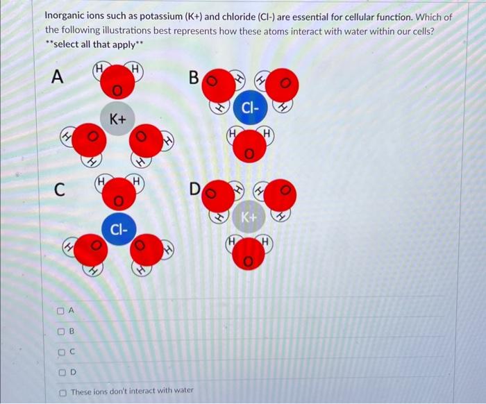 Solved ions such as potassium (K+) and chloride