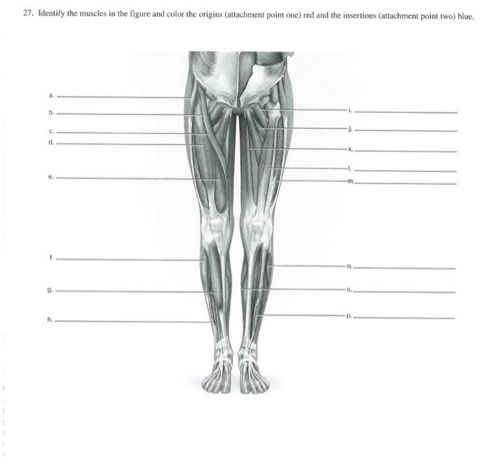 Solved 27. Identify the muscles in the figure and color the | Chegg.com