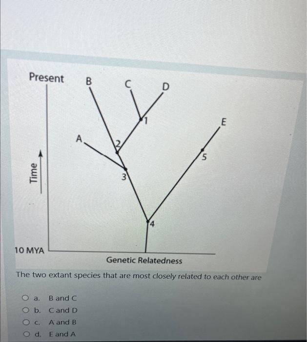 Solved The Two Extant Species That Are Most Closely Related | Chegg.com