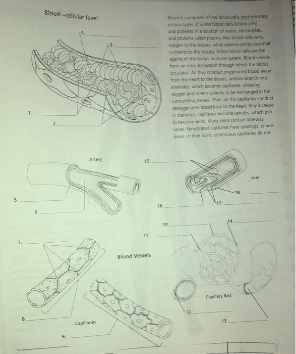 Solved Blood-cellular level Blood is composed of red blood | Chegg.com