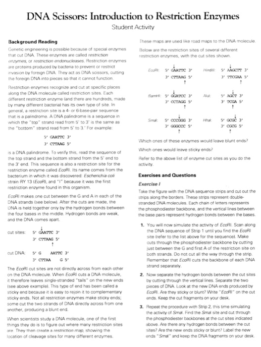 cal DNA Scissors Introduction to Restriction Enzymes