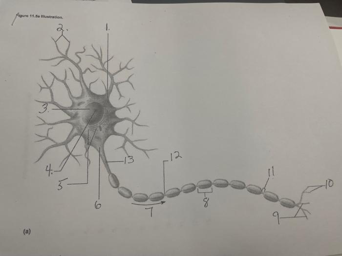 Solved figure 11.5a llitustration. (a) | Chegg.com