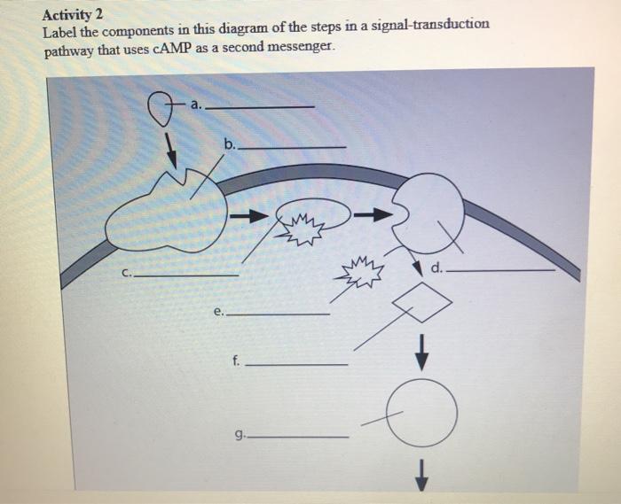 signal transduction pathway diagram