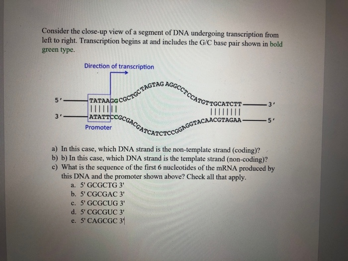 Solved Consider the close-up view of a segment of DNA | Chegg.com