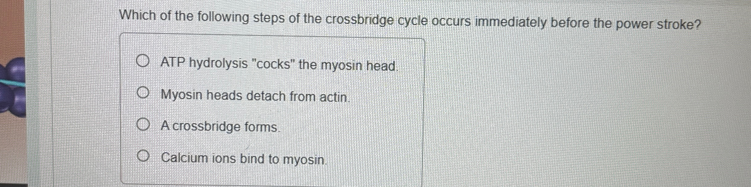 Solved Which of the following steps of the crossbridge cycle | Chegg.com