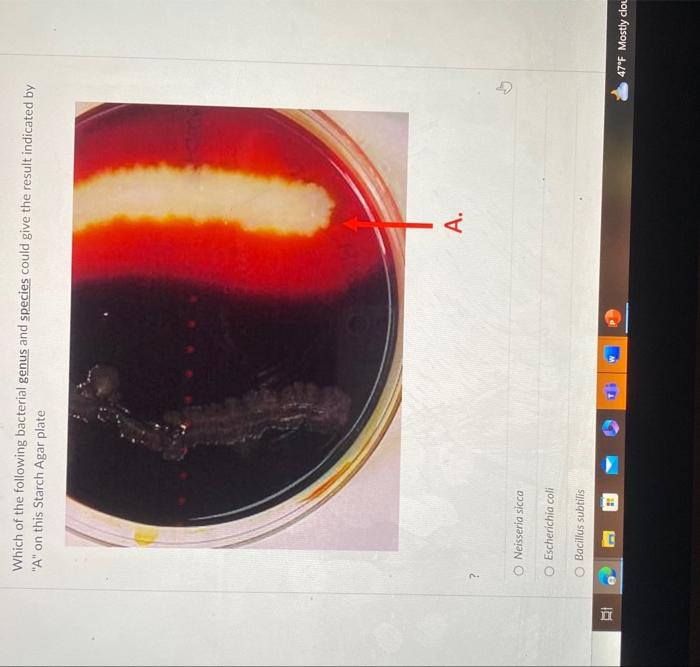 Solved Which of the following bacterial genus and species | Chegg.com
