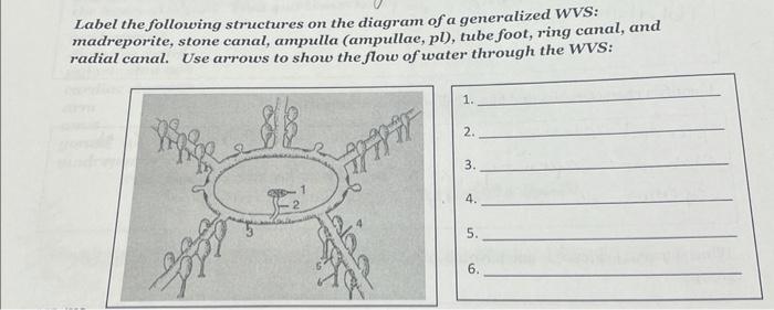 Solved Label the following structures on the diagram of a | Chegg.com