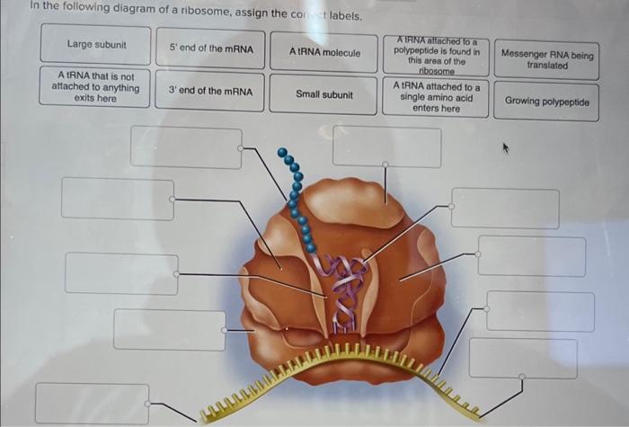 Solved In the following diagram of a ribosome, assign the | Chegg.com