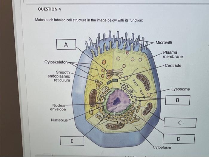 Solved Match each labeled cell structure in the image below | Chegg.com