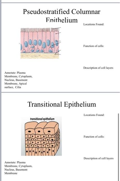 pseudostratified columnar epithelium slide