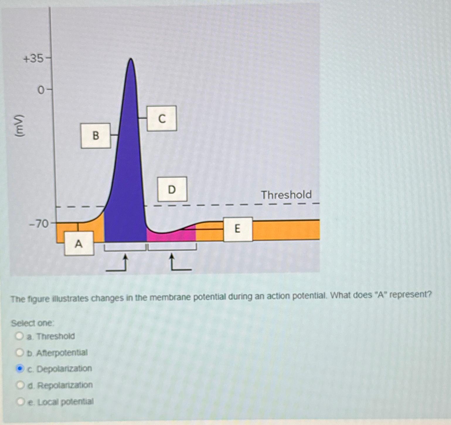 Solved The figure illustrates changes in the membrane | Chegg.com