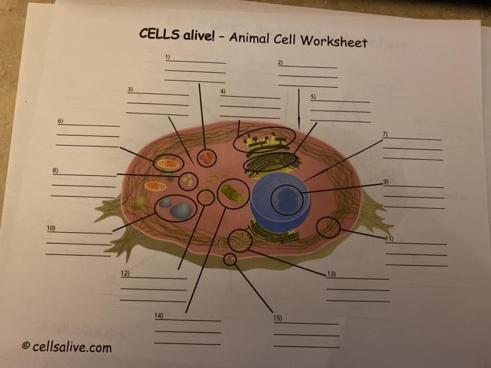 Solved CELLS alive Animal Cell Worksheet 1) 2) 3) 4) 5) Chegg com