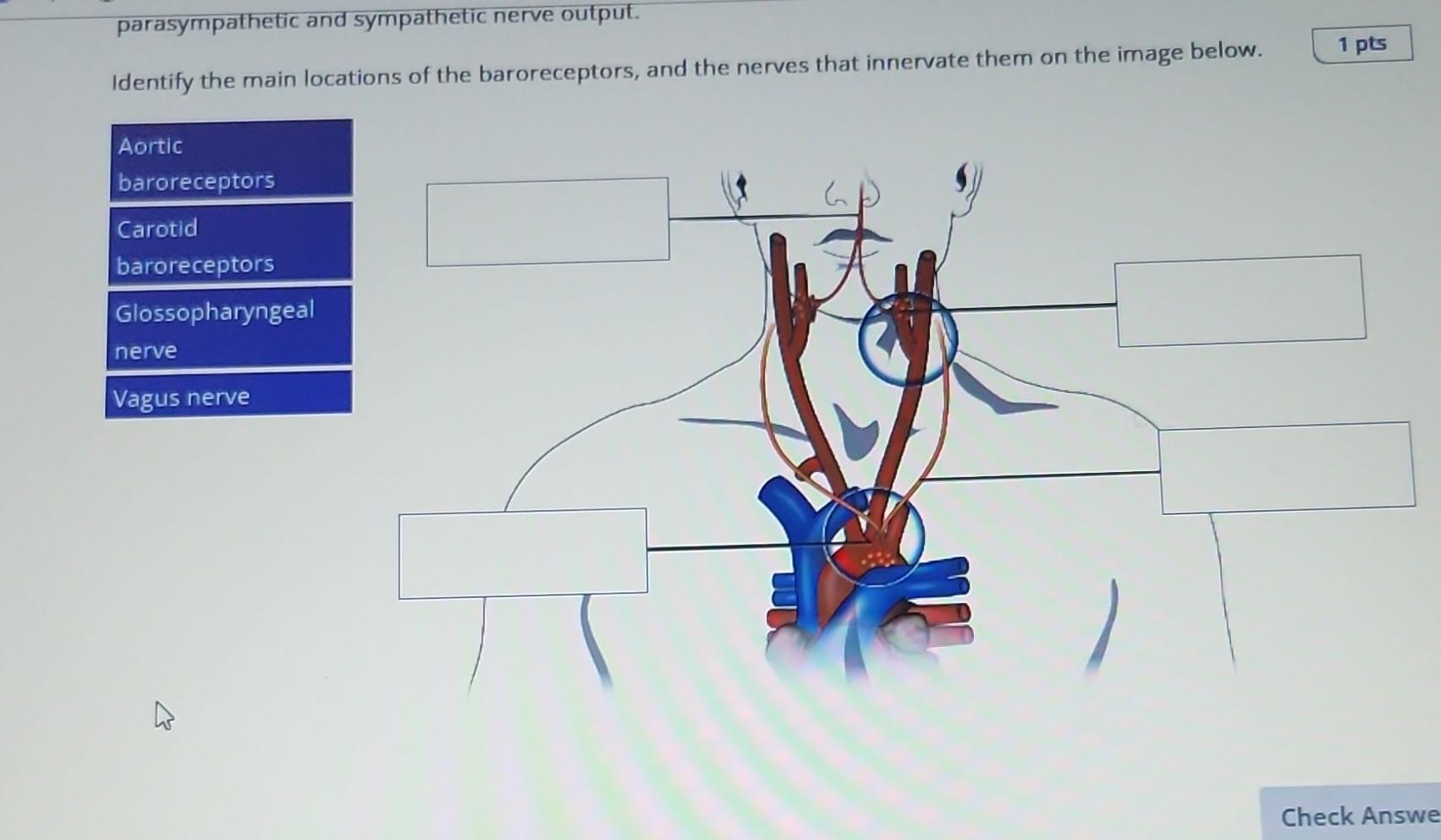 Solved parasympathetic and sympathetic nerve output. | Chegg.com